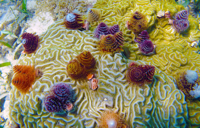 Colorful Christmas Tree worms on Brain coral near Fort Jefferson